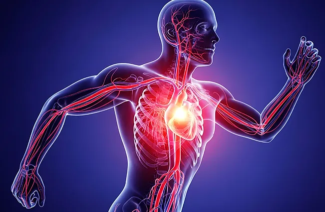 cardio-active-anatomy