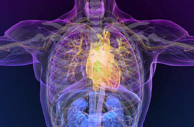 heart-cardio-transparent-view